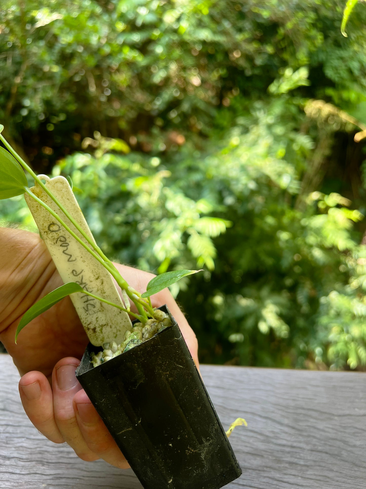 Anthurium 'Sharp Mood' Clone Small