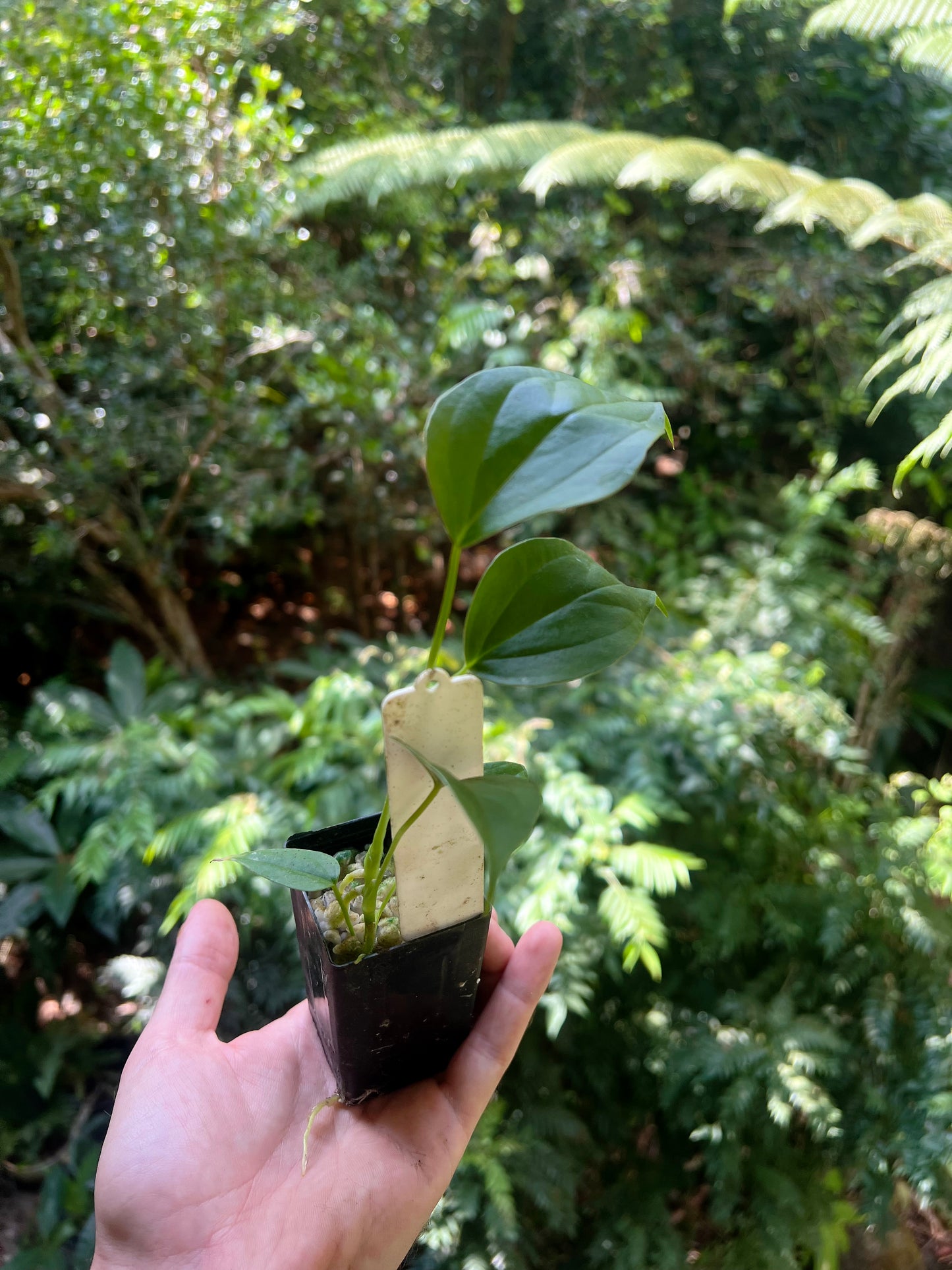 Anthurium 'Sharp Mood' Clone Small