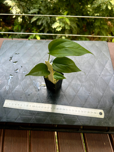 Anthurium 'Sharp Mood' Clone Small