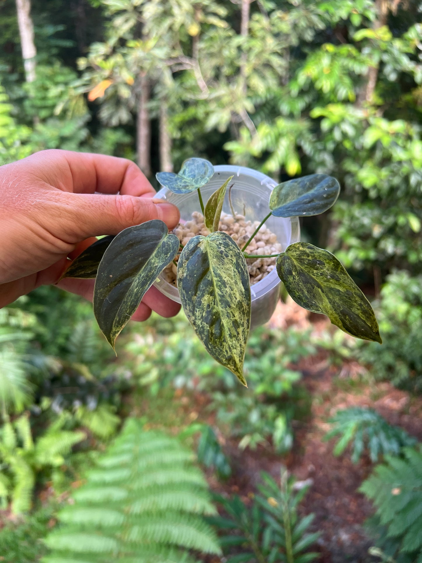 Philodendron 'Smashed Avocado' melanochrysum x sharoniae Variegated!