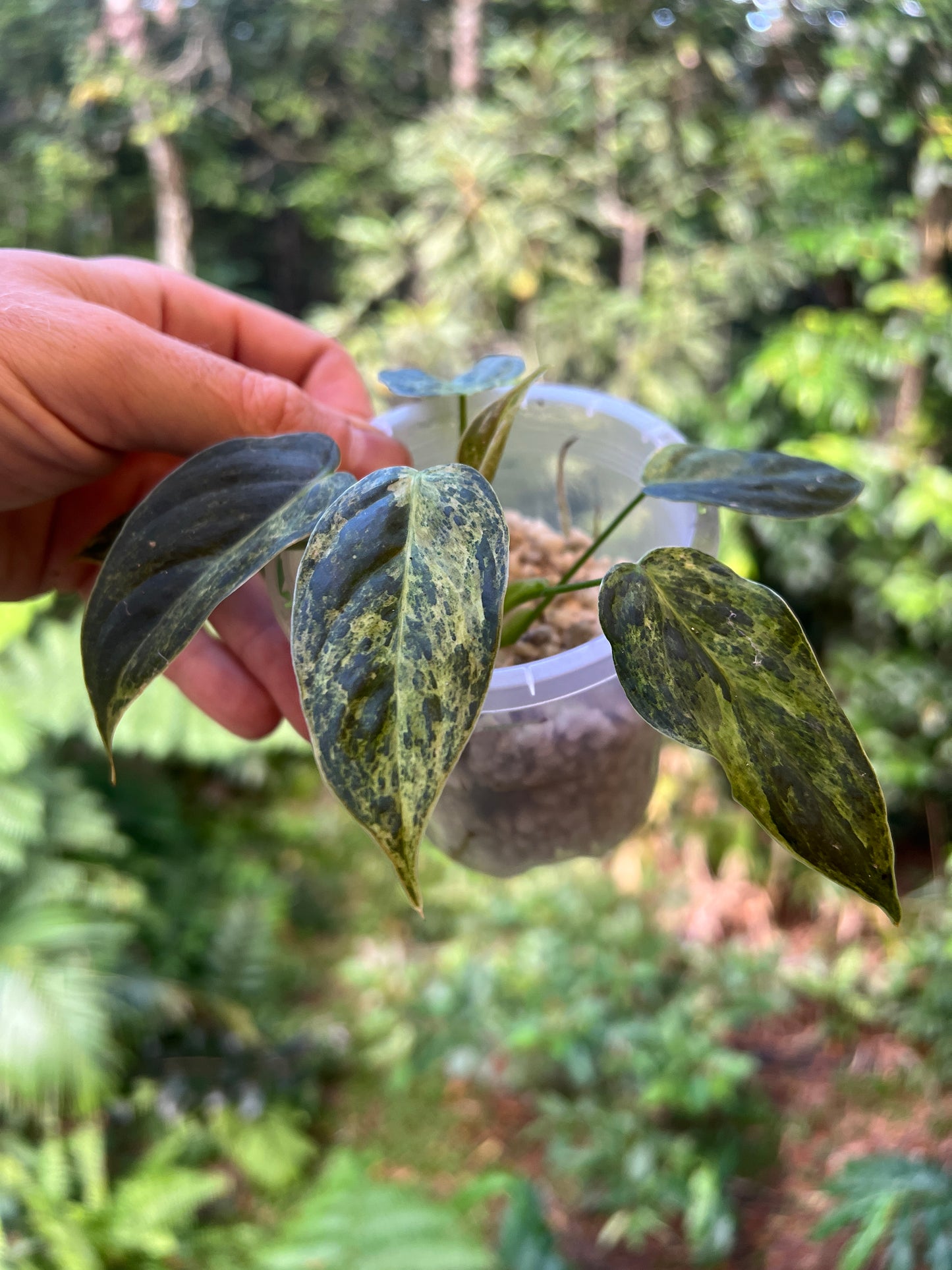 Philodendron 'Smashed Avocado' melanochrysum x sharoniae Variegated!