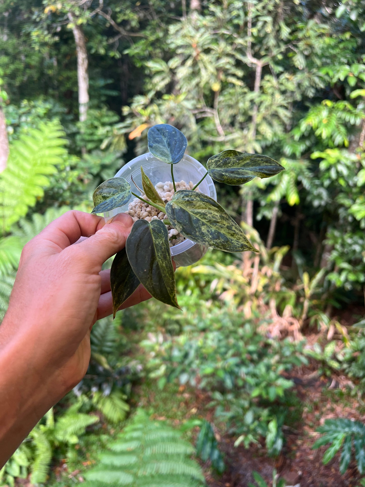 Philodendron 'Smashed Avocado' melanochrysum x sharoniae Variegated!