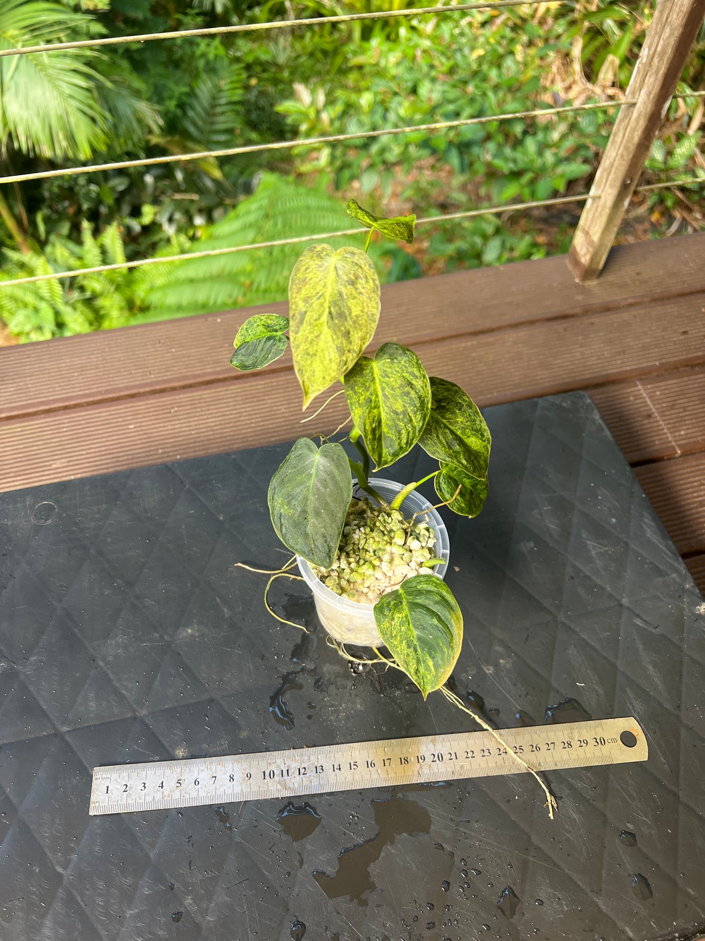 Philodendron 'Smashed Avocado' melanochrysum x sharoniae Variegated