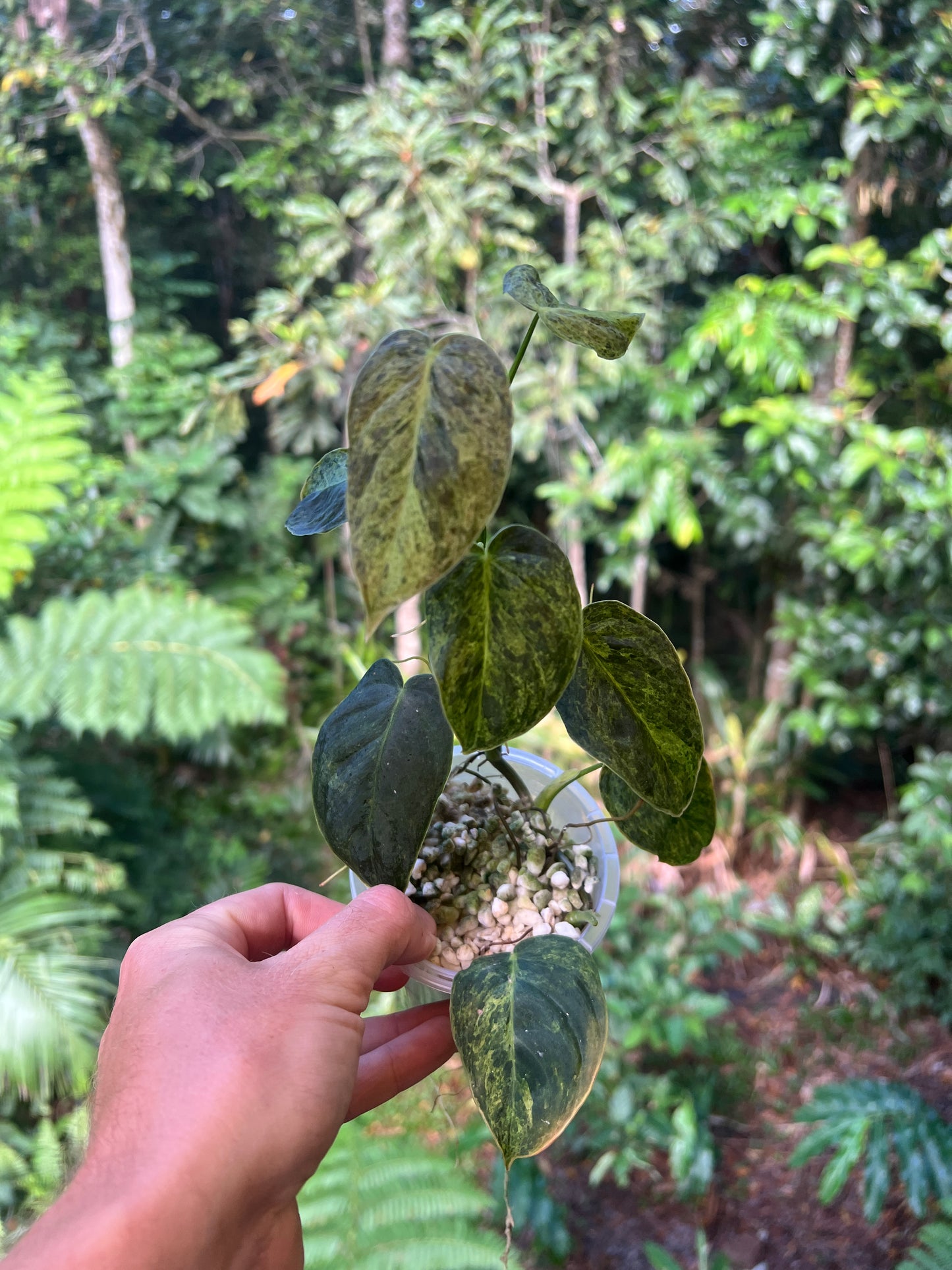 Philodendron 'Smashed Avocado' melanochrysum x sharoniae Variegated