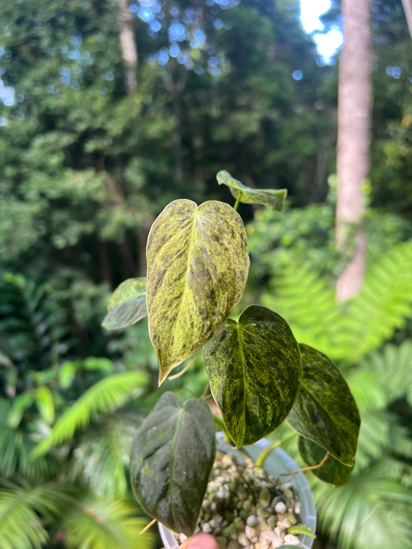 Philodendron 'Smashed Avocado' melanochrysum x sharoniae Variegated