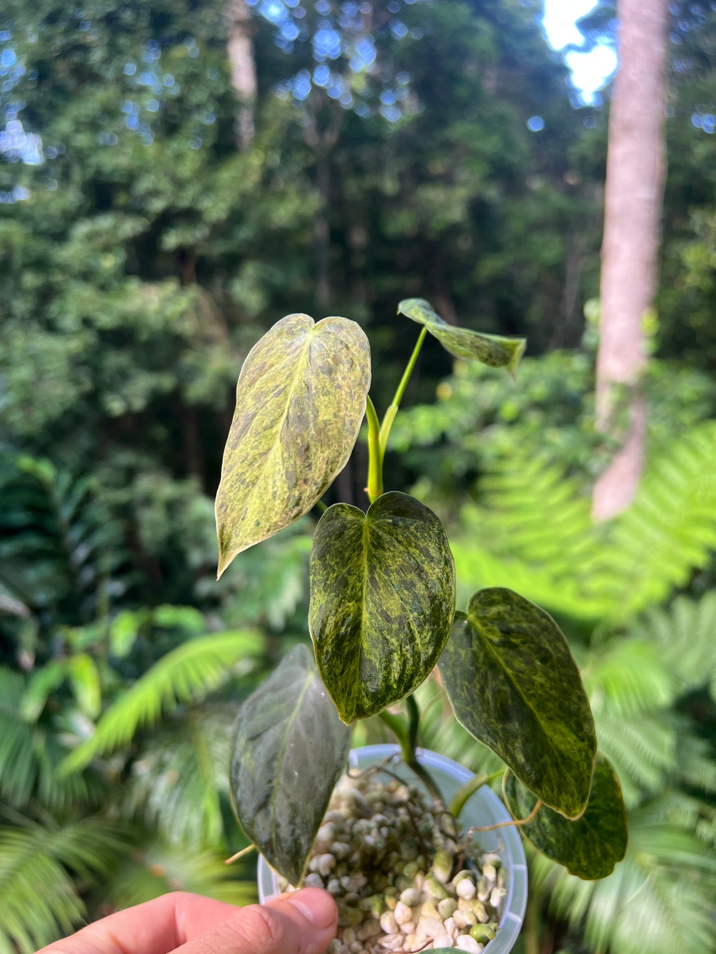 Philodendron 'Smashed Avocado' melanochrysum x sharoniae Variegated
