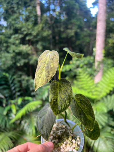 Philodendron 'Smashed Avocado' melanochrysum x sharoniae Variegated