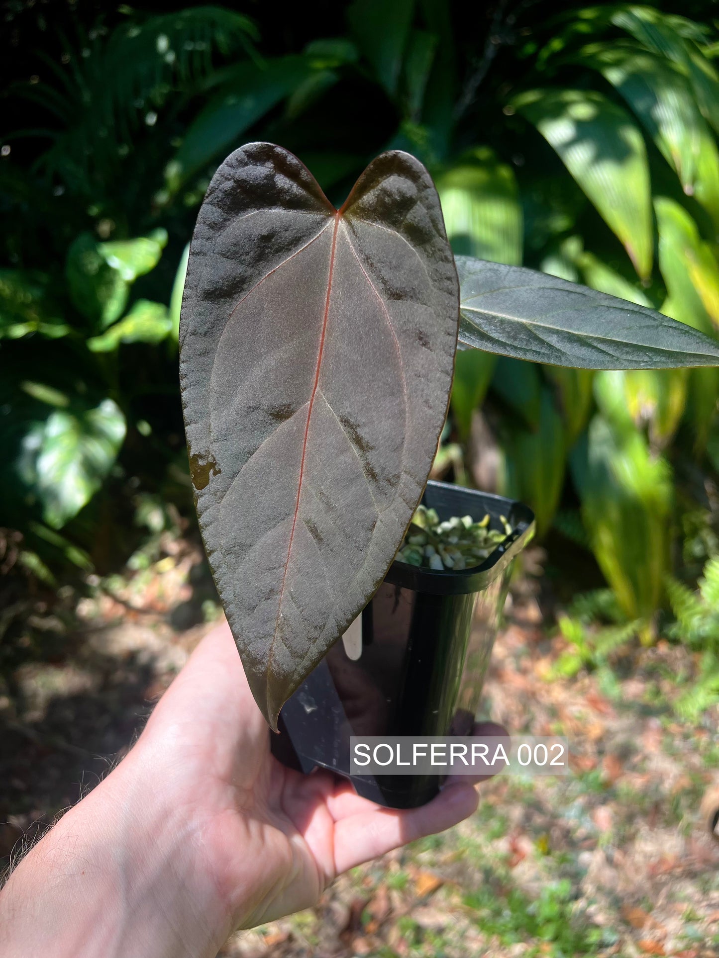 Anthurium Solferra 002 Clone Prop
