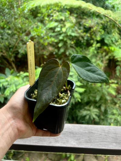 Anthurium Solferra 002 Clone Prop