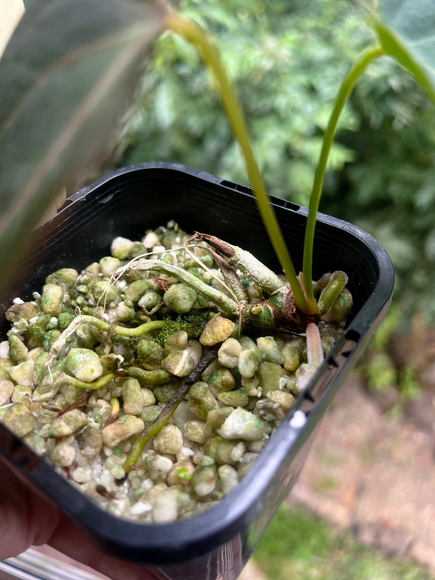 Anthurium Solferra 002 Clone Prop