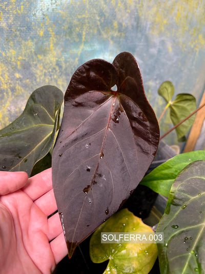 Anthurium Solferra 003 Clone