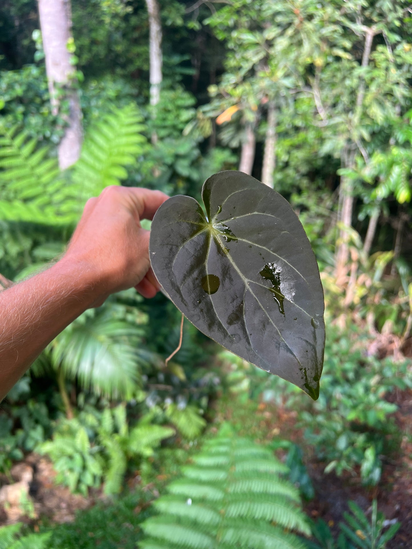 Anthurium Solferra #004 Clone Cutting Grown