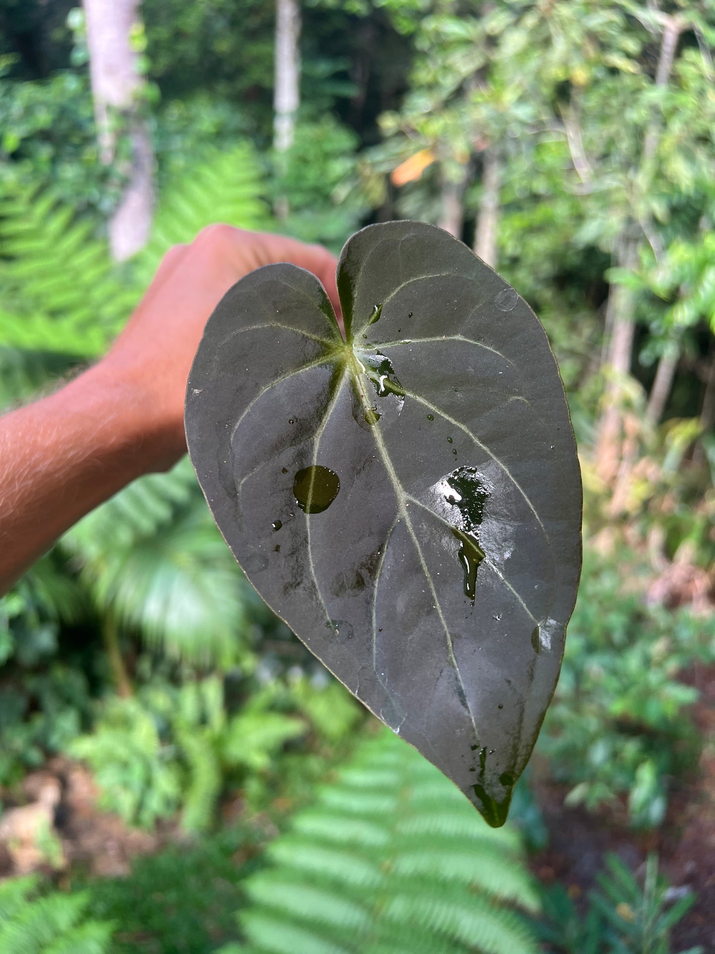 Anthurium Solferra #004 Clone Cutting Grown