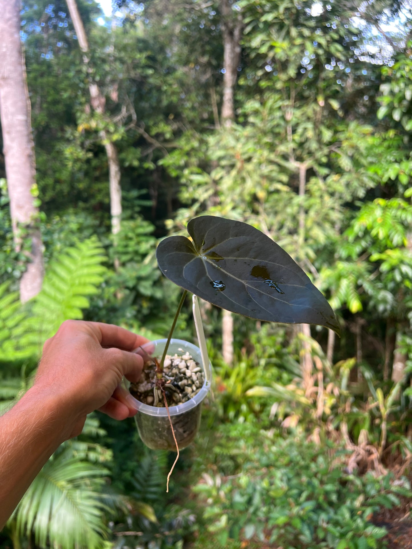 Anthurium Solferra #004 Clone Cutting Grown
