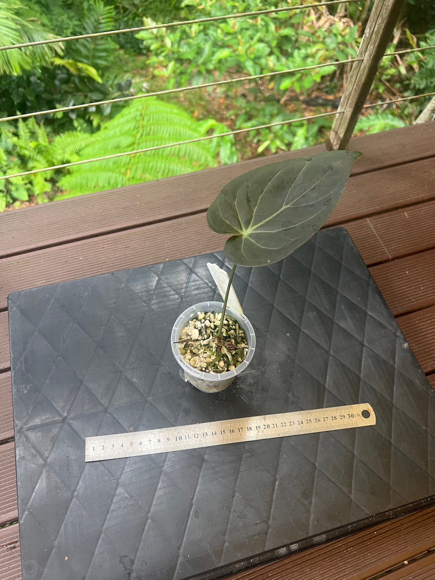 Anthurium Solferra #004 Clone Cutting Grown
