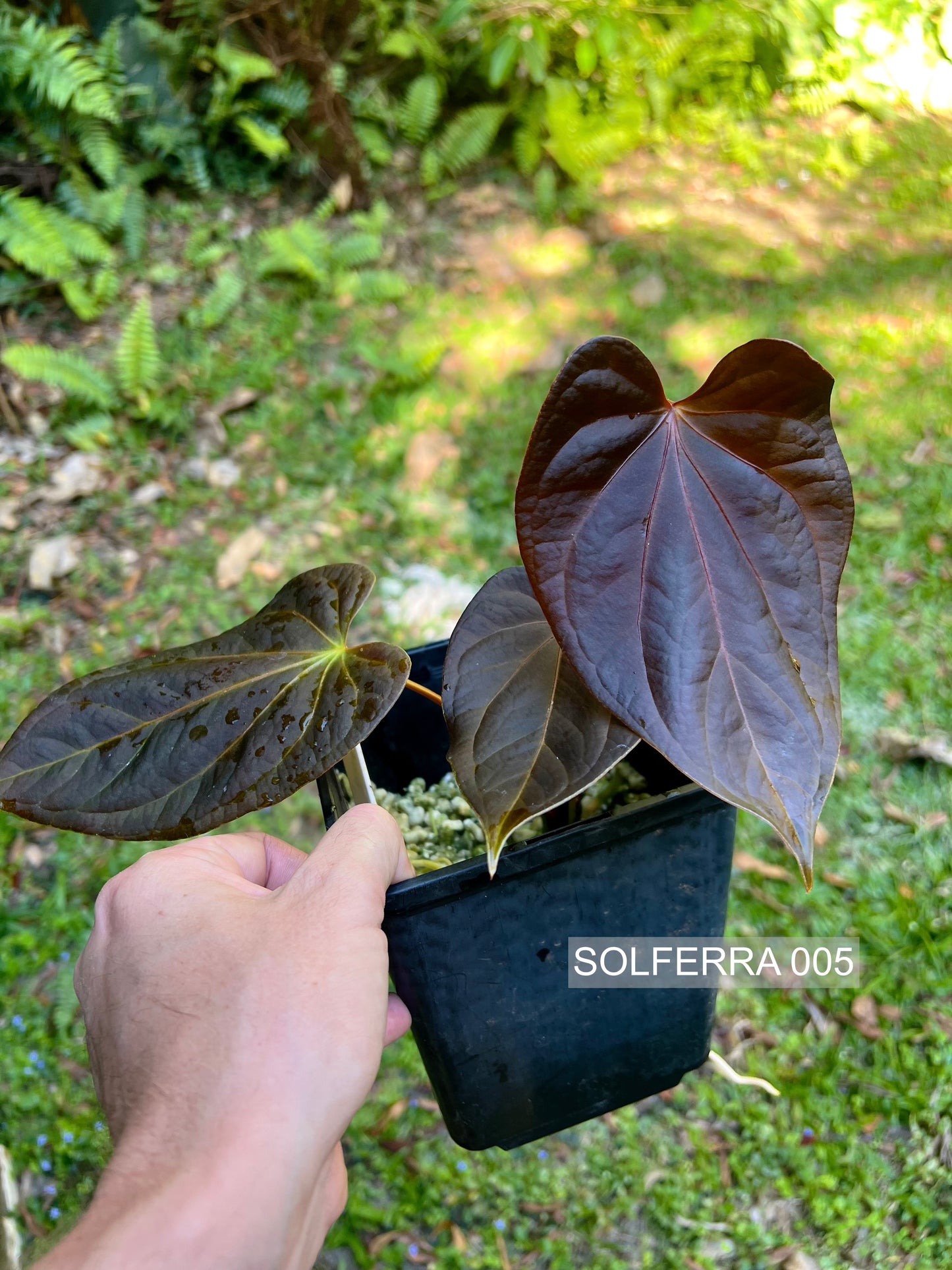 Anthurium Solferra 005 Clone Prop