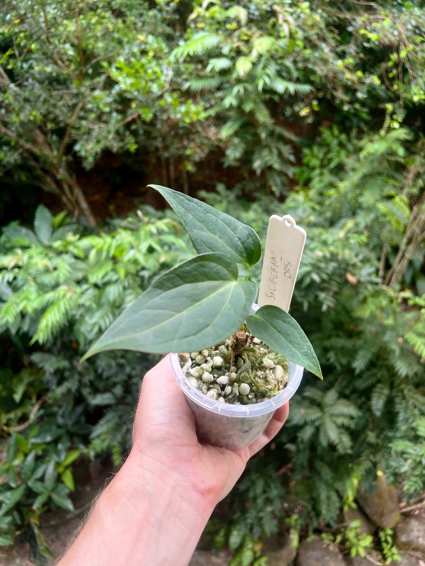 Anthurium Solferra 005 Clone Prop