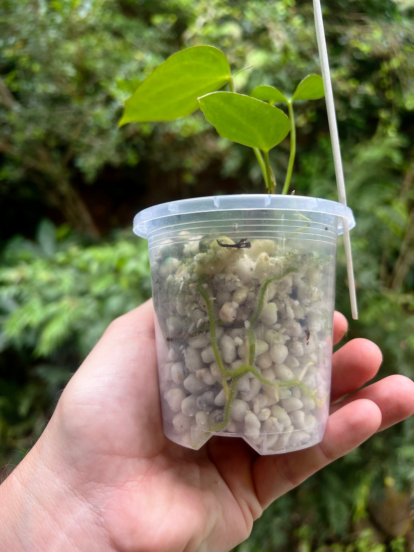 Anthurium Solferra 005 Clone Prop