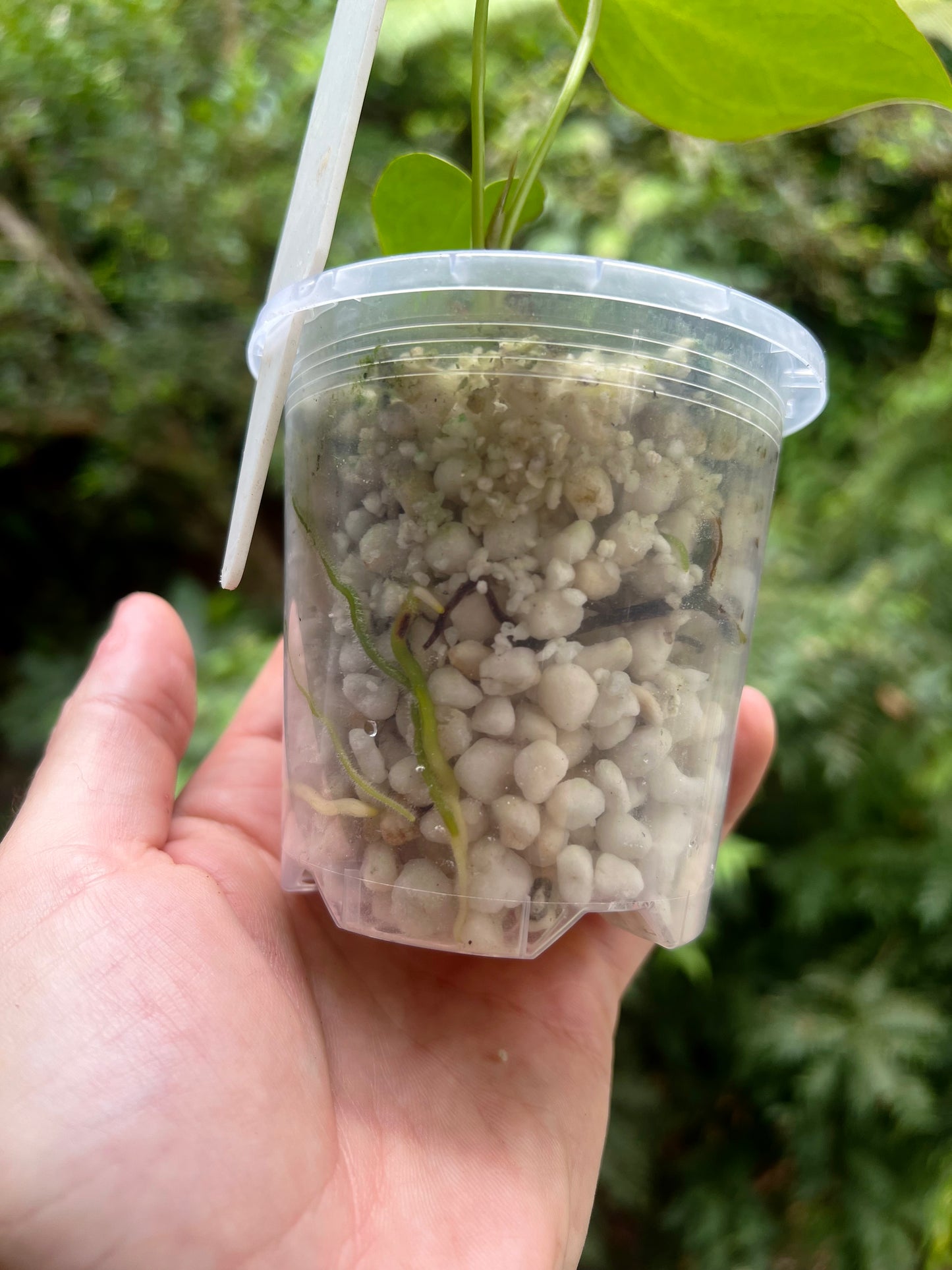 Anthurium Solferra 005 Clone Prop