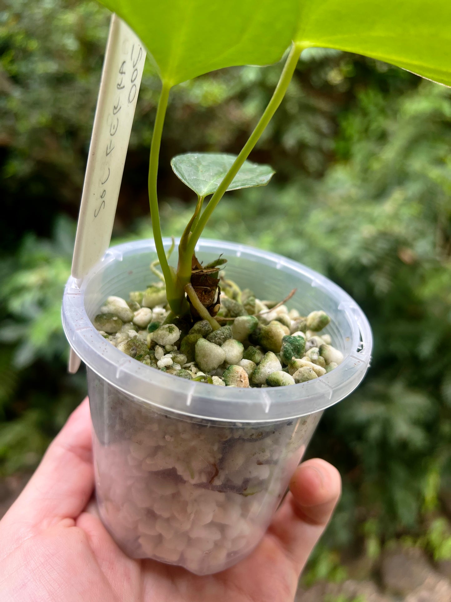 Anthurium Solferra 005 Clone Prop