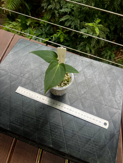 Anthurium Solferra 005 Clone Prop