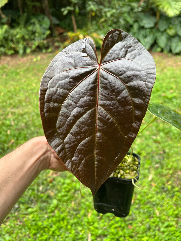 Solferra 008