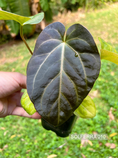 Anthurium Solferra 010
