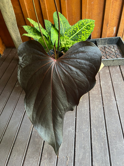 Anthurium Travesty Clone