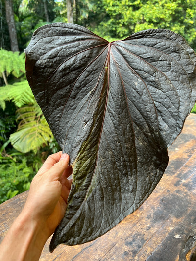 Anthurium Travesty Clone