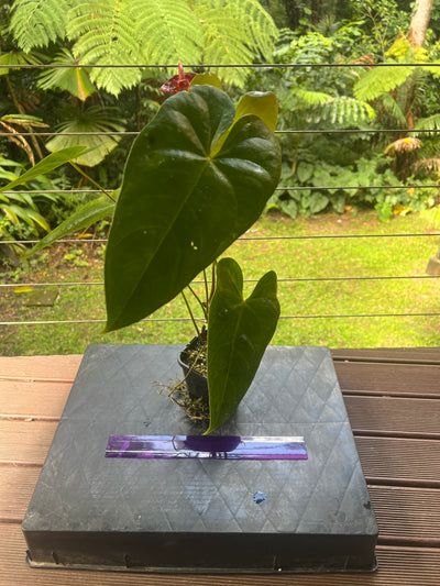 Anthurium andreanum Double Spathe Mutation Flowering