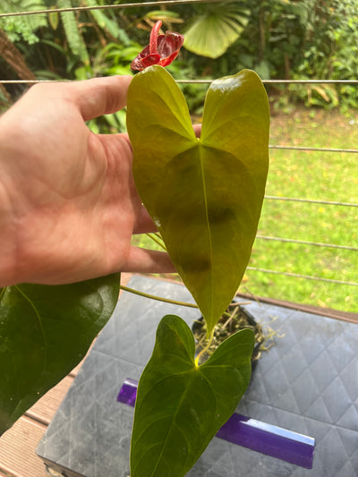 Anthurium andreanum Double Spathe Mutation Flowering