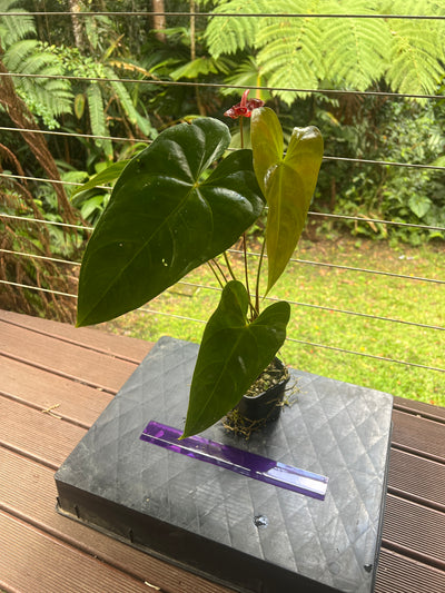Anthurium andreanum Double Spathe Mutation Flowering