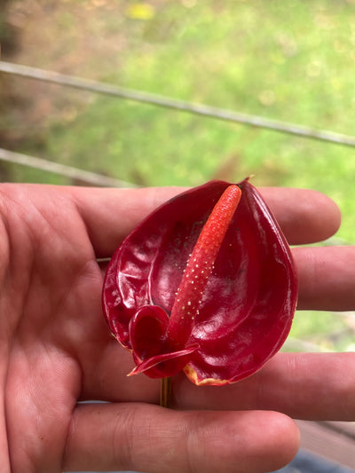 Anthurium andreanum Double Spathe Mutation Flowering
