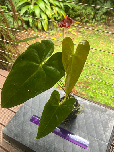 Anthurium andreanum Double Spathe Mutation Flowering