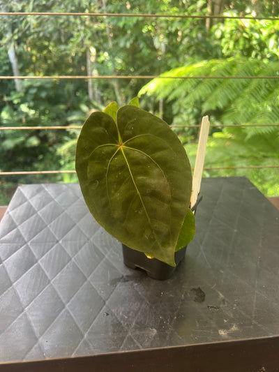 Anthurium AOS df x Papi a+