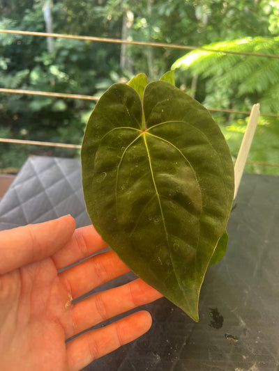 Anthurium AOS df x Papi a+