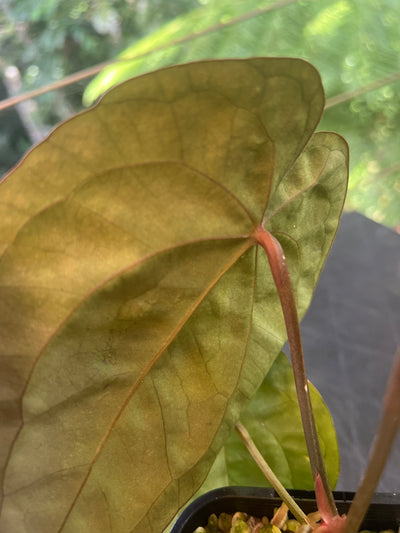 Anthurium AOS df x Papi a+