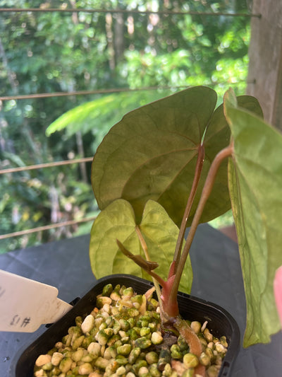 Anthurium AOS df x Papi a+