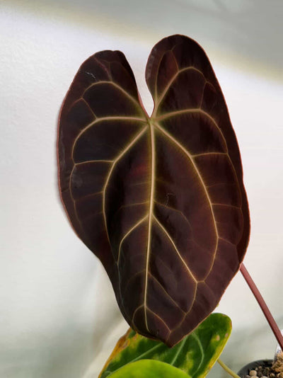 Anthurium Bess RC x RC BVEP - Pack 3 Seedlings
