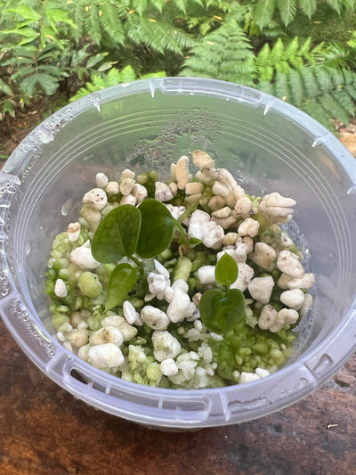 Anthurium Bess RC x RC BVEP - Pack 3 Seedlings