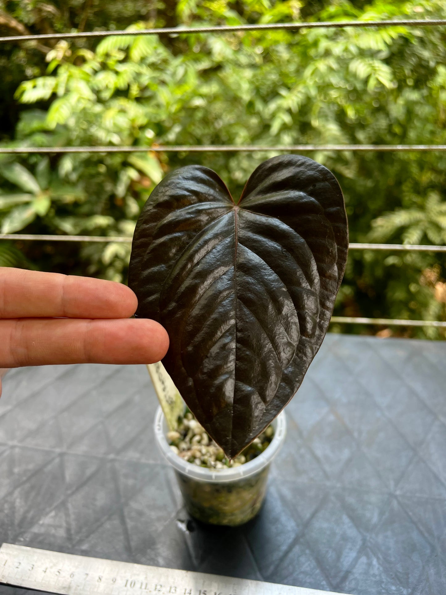 Anthurium 'Best Rad Ruby' Clone