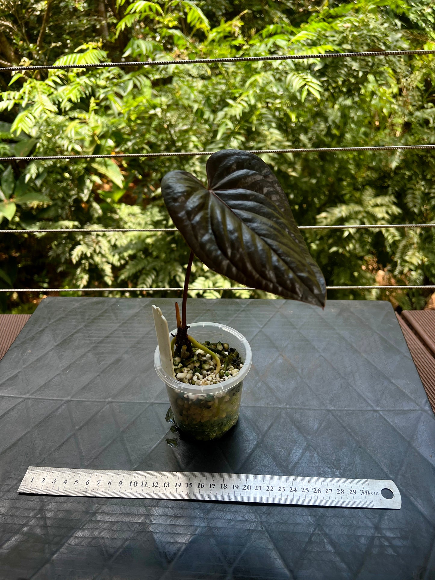 Anthurium 'Best Rad Ruby' Clone