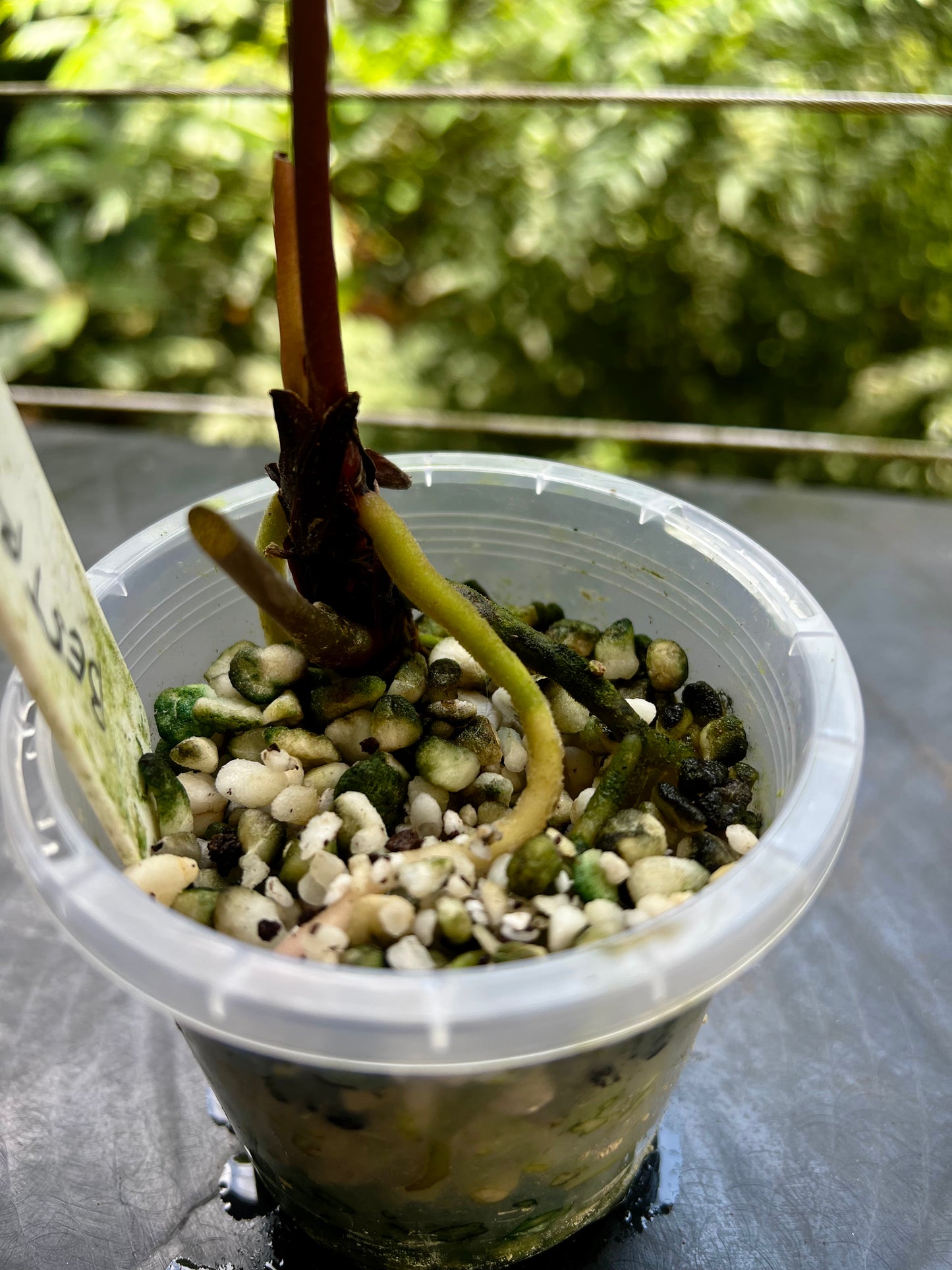 Anthurium 'Best Rad Ruby' Clone