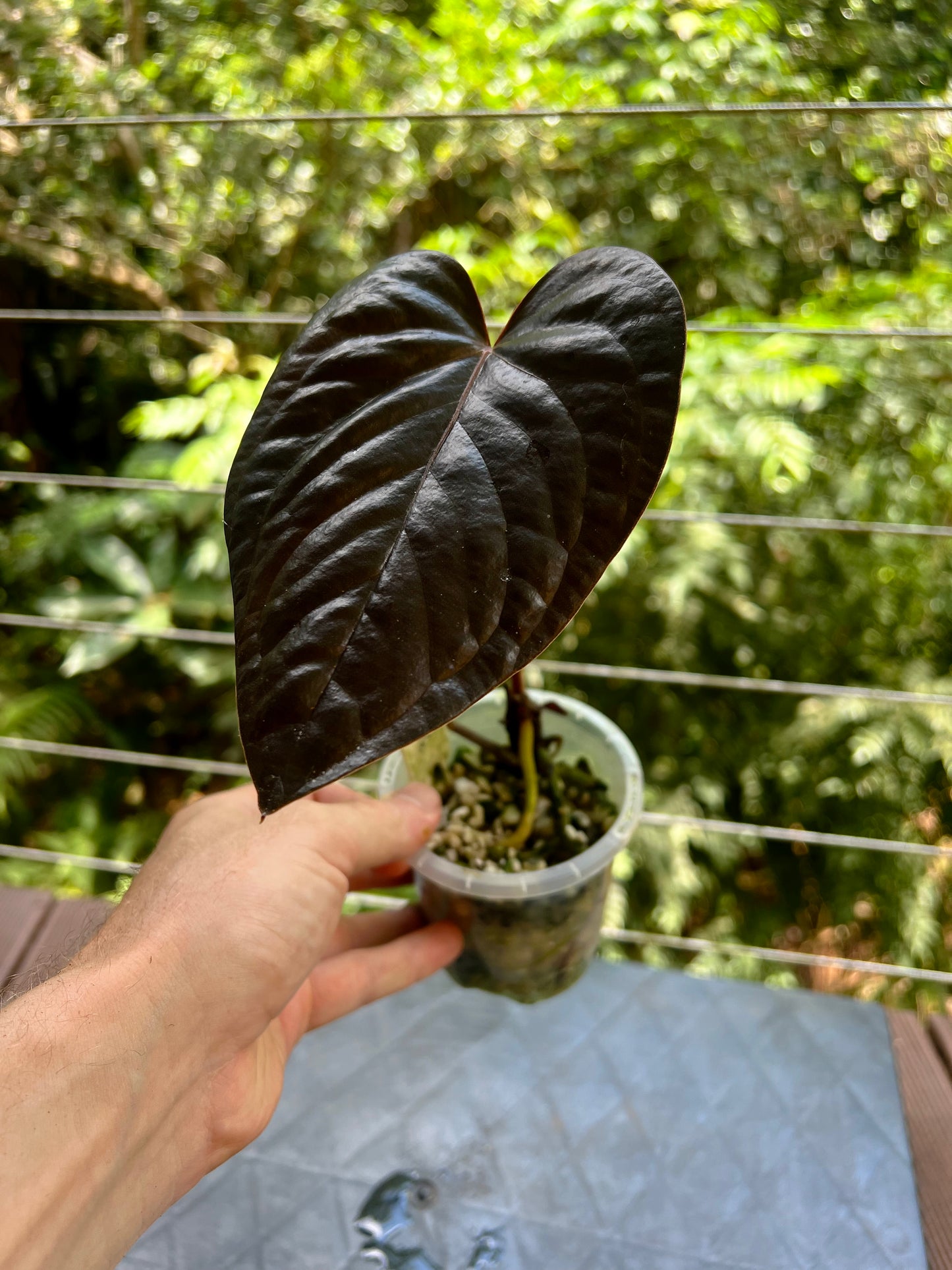 Anthurium 'Best Rad Ruby' Clone