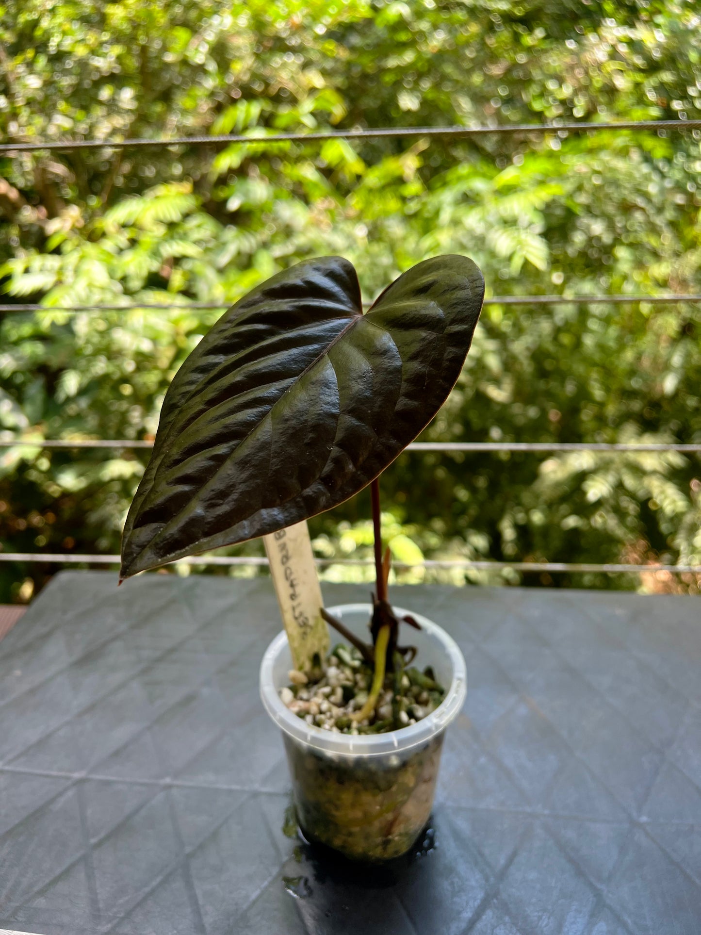 Anthurium 'Best Rad Ruby' Clone