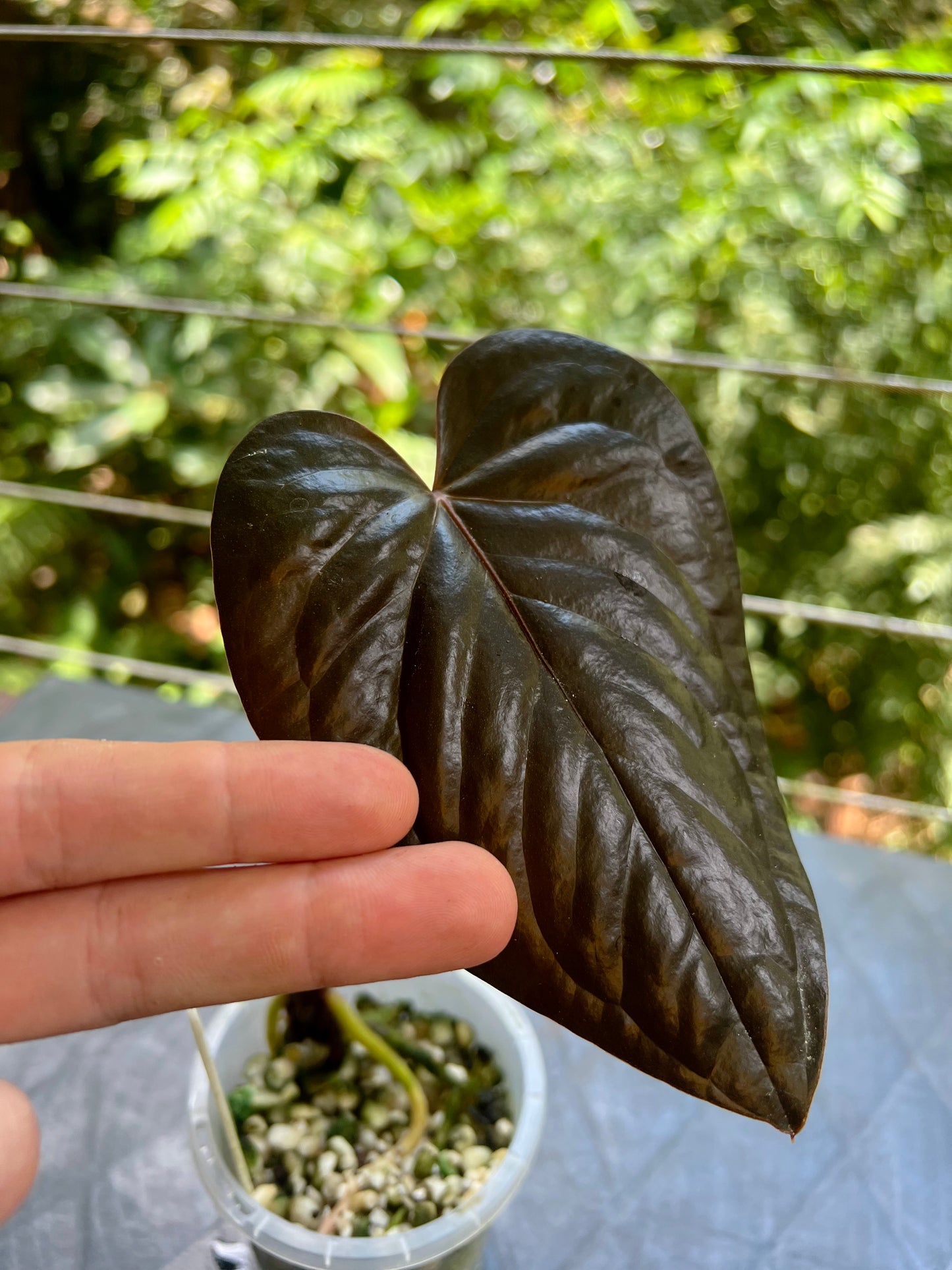 Anthurium 'Best Rad Ruby' Clone