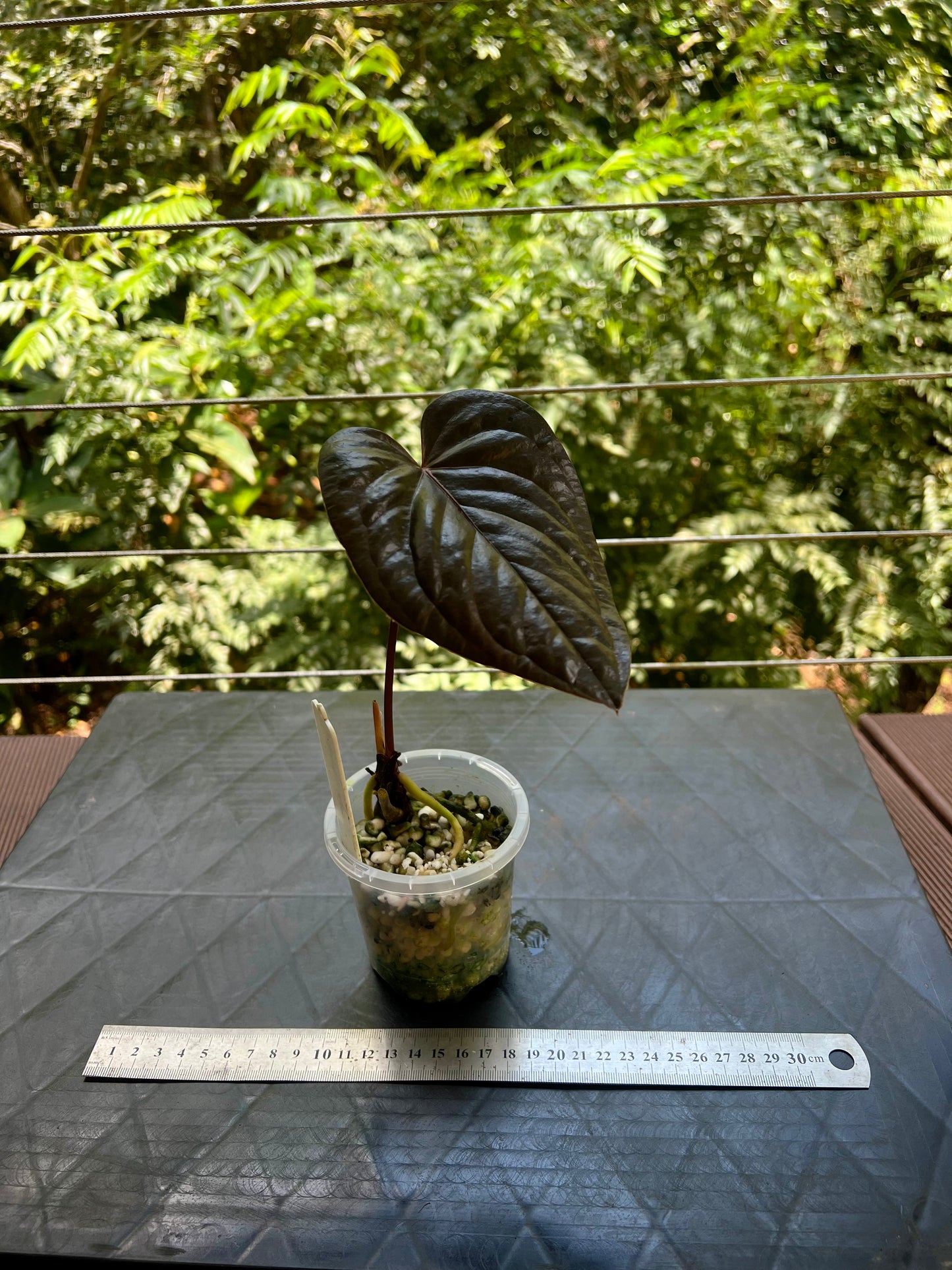 Anthurium 'Best Rad Ruby' Clone