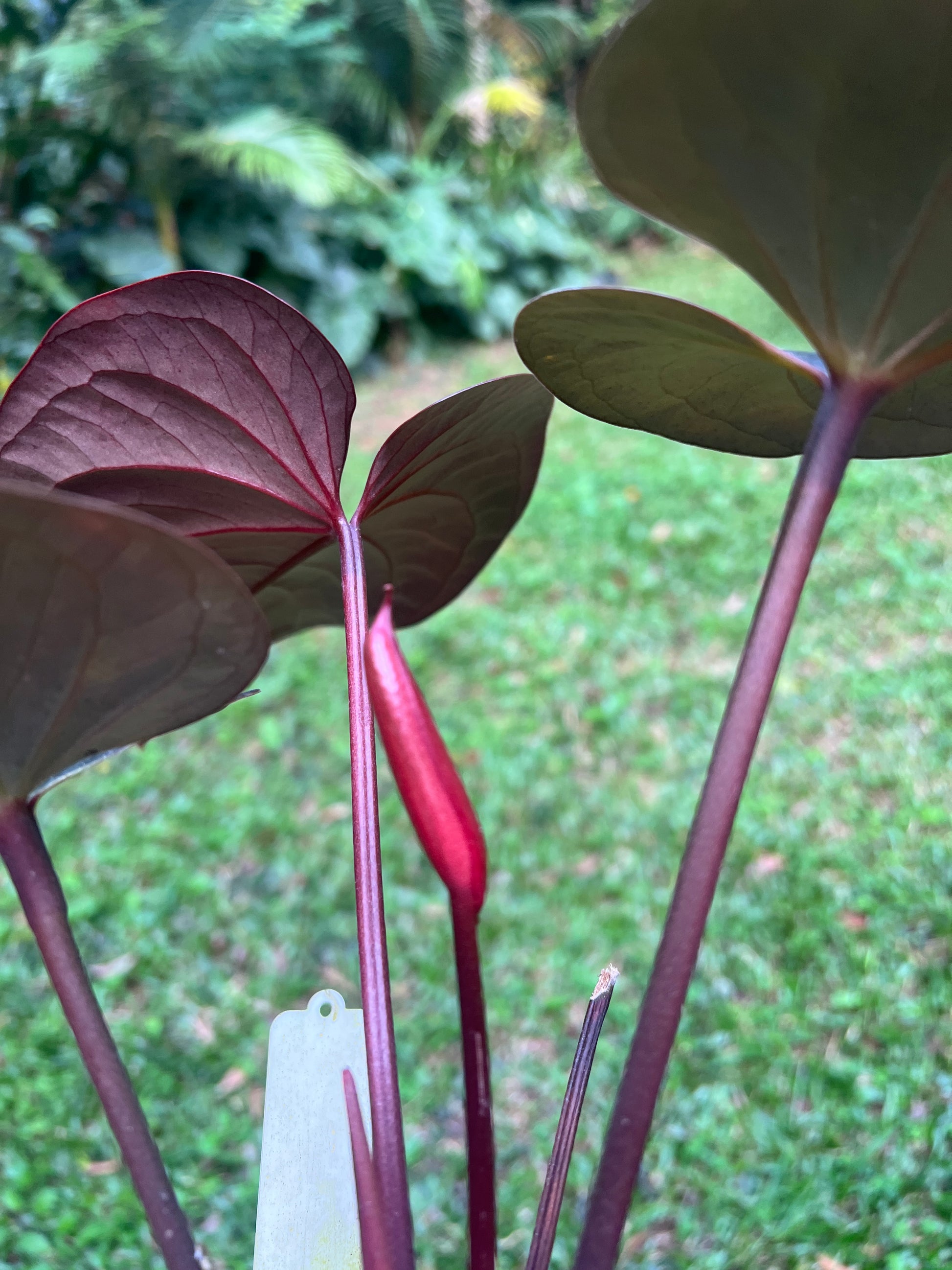 anthurium ruby Anthurium 'Best Rad Ruby' Clone