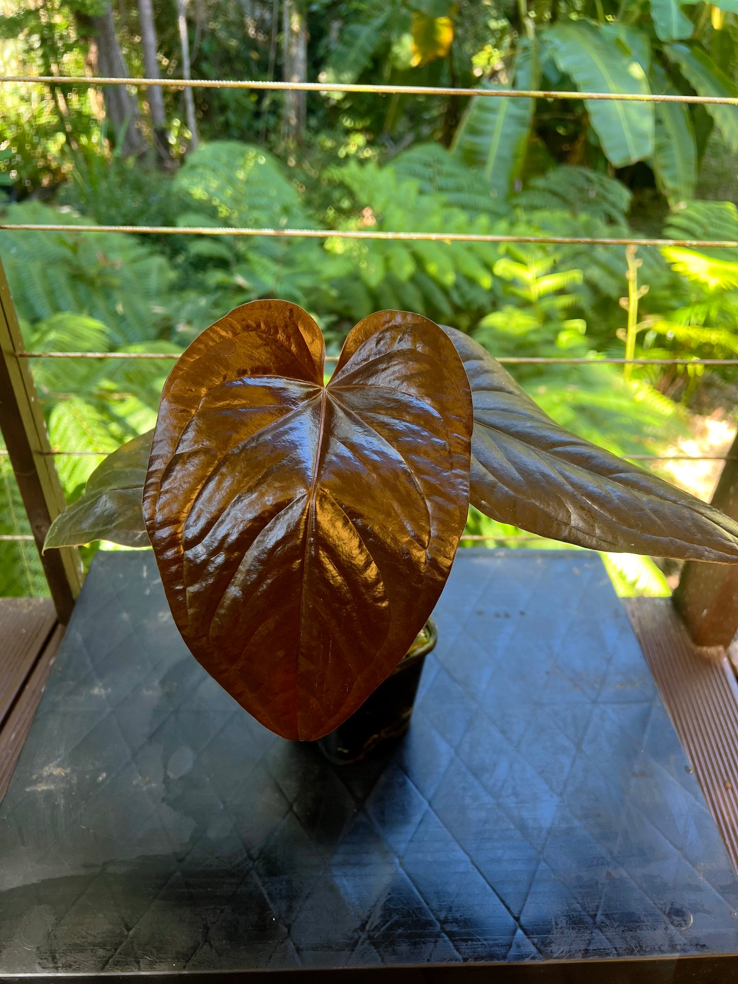 Anthurium 'Best Rad Ruby' Clone