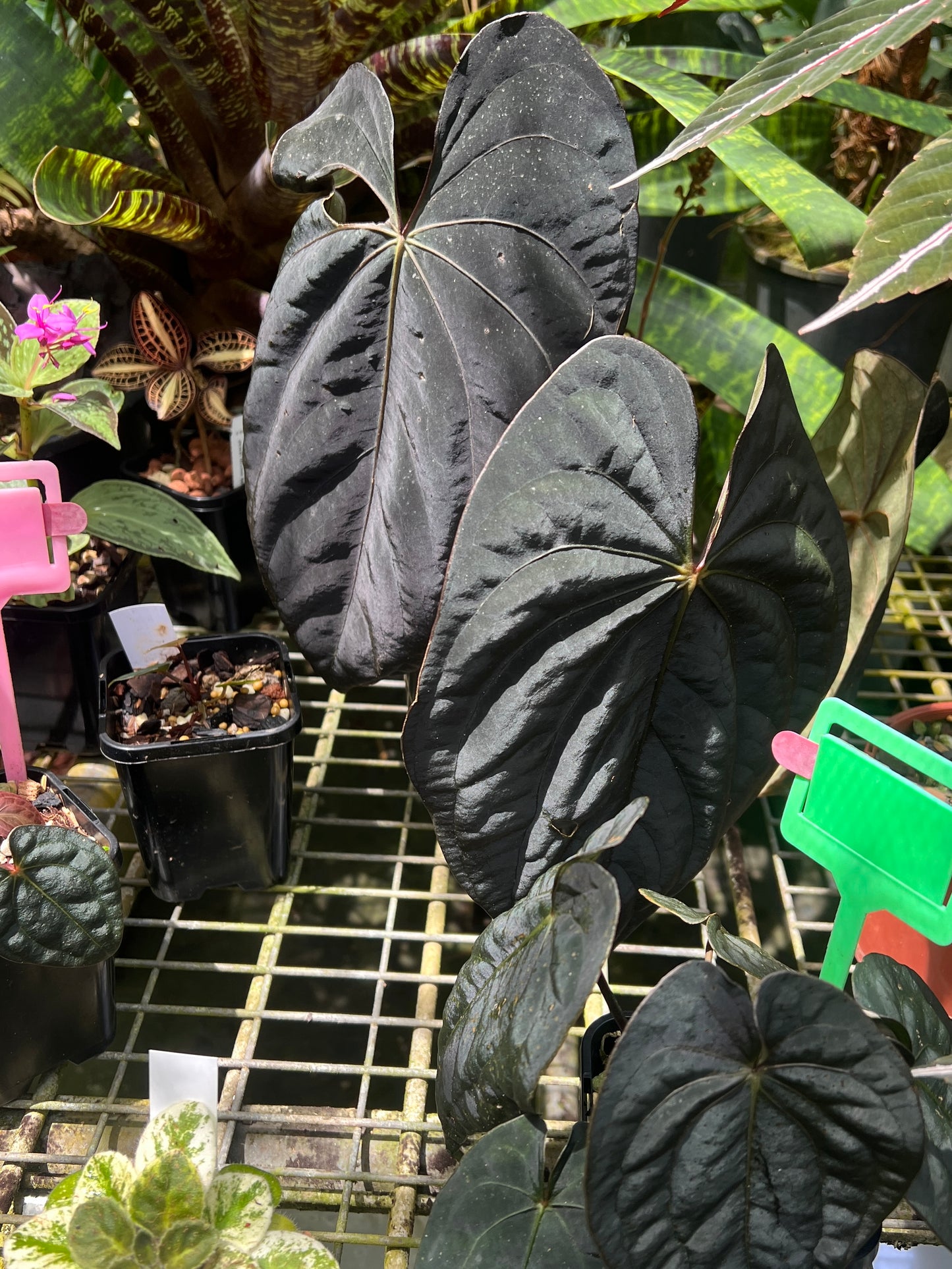 Anthurium Black Hole ( Clonal Prop)